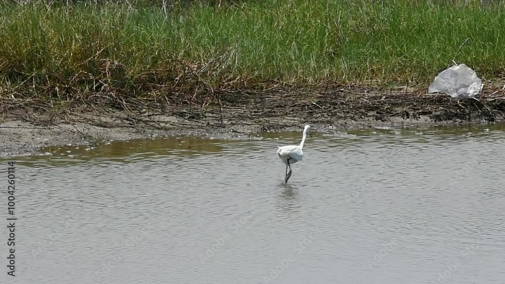 White great egret catch fish in the pond, in wetland natural habitat. White great egret catch fish in the pond, in wetland natural habitat.