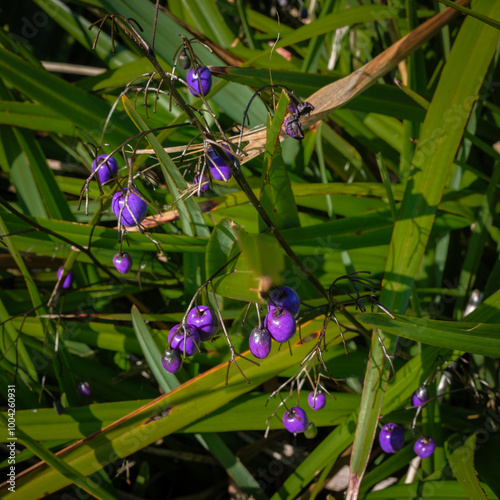 Tasmanian flax-lily berries