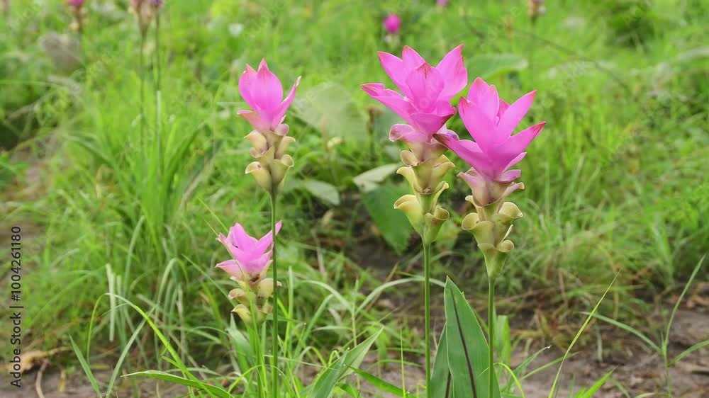 Pink Siam Tulip Swaying In The Wind In Nature, Blurry Flower Background, Pink Siam Tulip Flowers Field, Natural Background Video. Pink Siam Tulip Swaying In The Wind In Nature, Blurry Flower Background, Pink Siam Tulip Flowers Field, Natural Background Video.