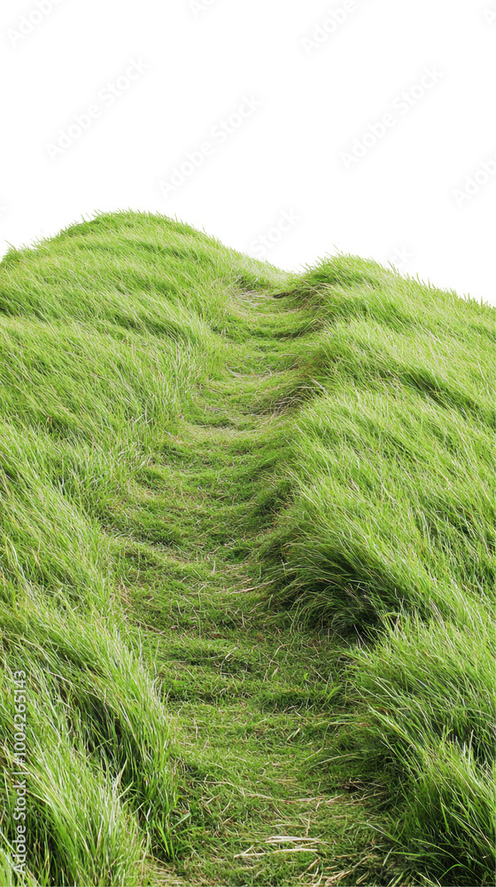 A lush, green pathway through tall grass, white isolated background. A lush, green pathway through tall grass, white isolated background.