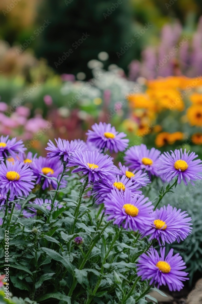 Fototapeta premium Bright purple flowers with vibrant yellow centers, set against a backdrop of lush green foliage.