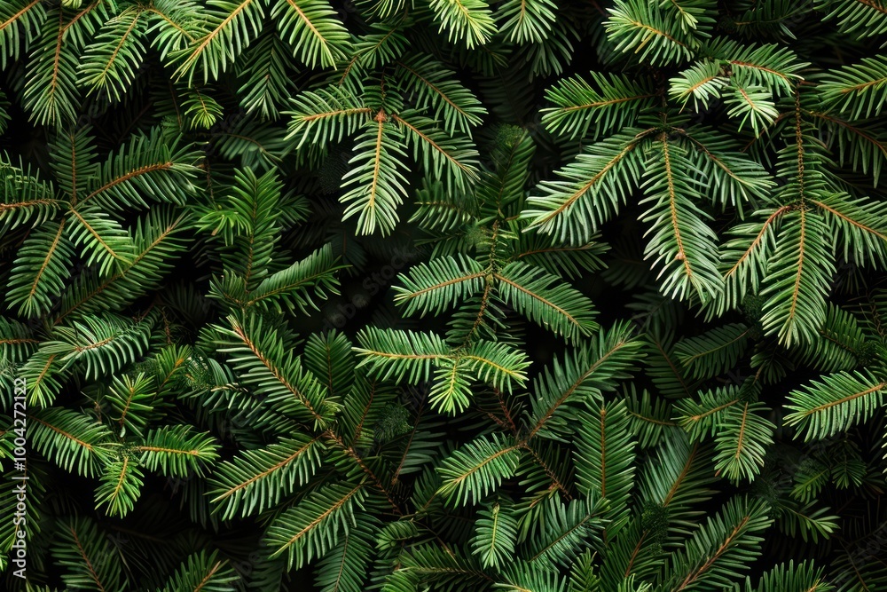 Fir tree branches pine background evergreen. Fir tree branches pine background evergreen.