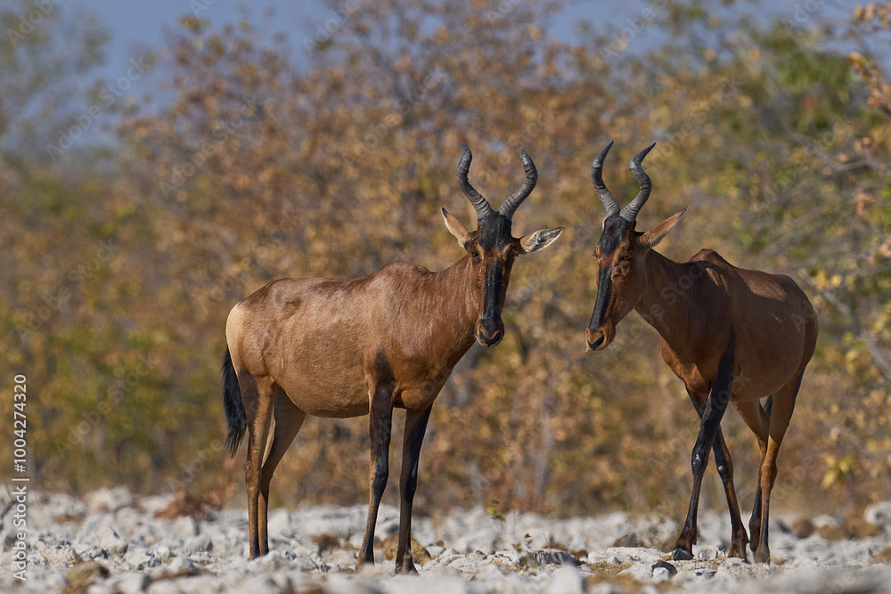 Red Hartebeest (Alcelaphus buselaphus caama ) approaching a waterhole in Etosha National Park, Namibia Red Hartebeest (Alcelaphus buselaphus caama ) approaching a waterhole in Etosha National Park, Namibia