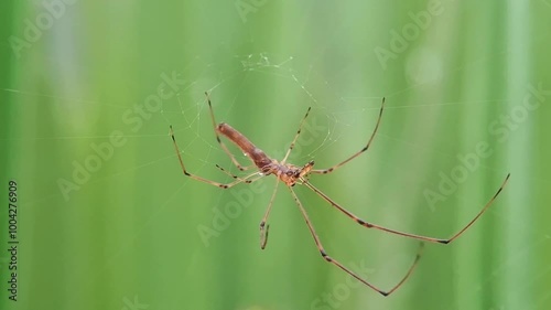 spider on a web