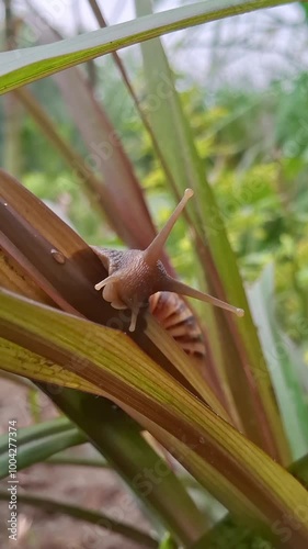 A snail is a shelled gastropod. The name is most often applied to land snails, terrestrial pulmonate gastropod molluscs. 
