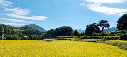 a golden field in fall with blus sky photo