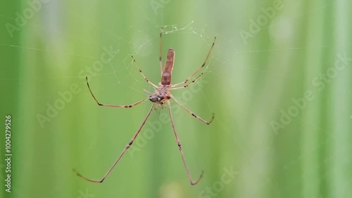 Longjawed Orbweavers
Spider eating 