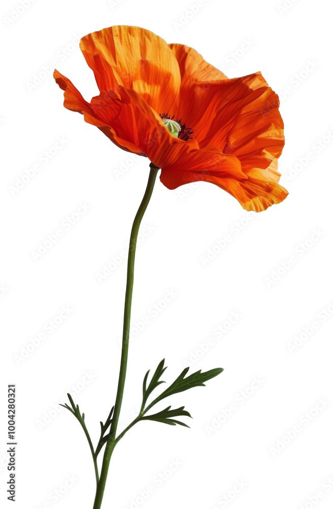 Single Orange Poppy Flower With Green Leaves on White Background Single Orange Poppy Flower With Green Leaves on White Background