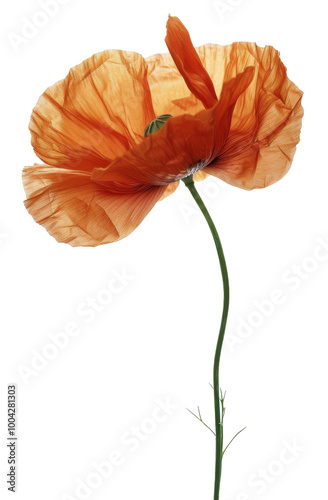 A Single Orange Poppy Flower on a White Background