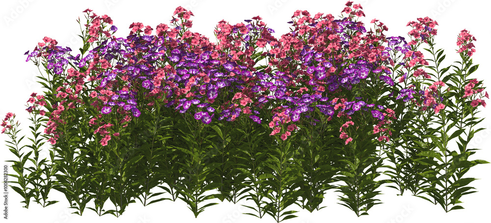 tall perennial phlox red and purple hq arch viz cutout flowers