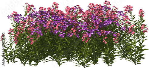Obraz na płótnie tall perennial phlox red and purple hq arch viz cutout flowers w salonie