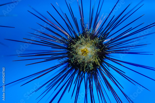 Sea urchin needles sharp poisonous dangerous sucker feet tentacles and mouthparts close up organism movement