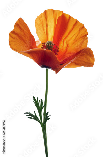 A Single Orange Poppy Flower on a White Background