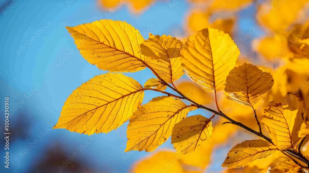 Golden autumn leaves against a clear blue sky. Golden autumn leaves against a clear blue sky.