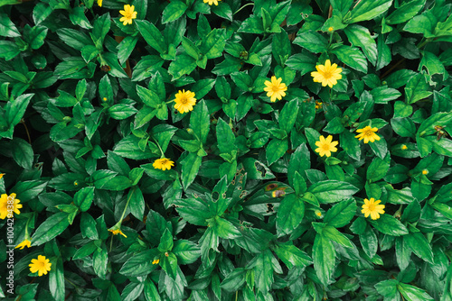 Background of green leaves and yellow flowers