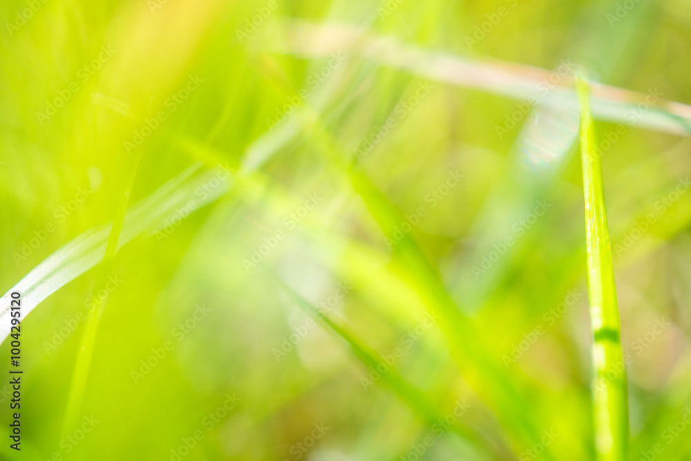 green grass leaf in garden with blur background