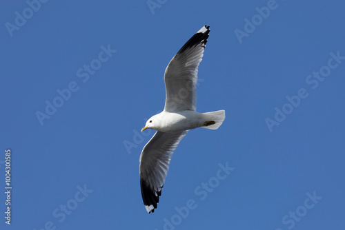 Close-up of a seagull flying in the sky