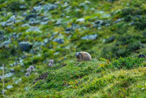 brown black marmot is watching me, attentive, careful father marmot looks for danger to his young to warn them, the adult animal sits between alpine roses and autumnal flowers and grasses, looking 