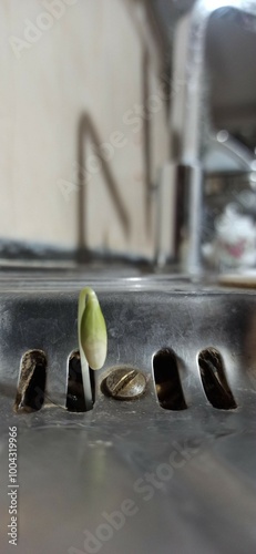 Sink as a vase photo