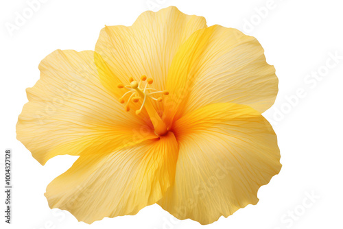 Detailed shot of a bright yellow hibiscus flower with intricate petal textures, showcased on a clean white background. photo