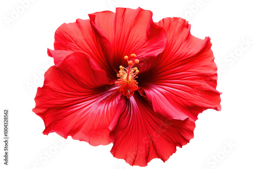 Close-up of a vibrant red hibiscus flower with lush petals and delicate stamen, set against a pure white background photo