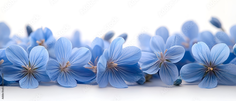 Obraz premium a group of blue flowers