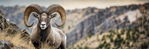 Obraz na płótnie Desert Bighorn Sheep Ram in mountains w salonie