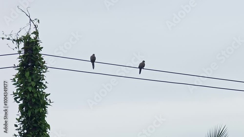 bird landed on the electric wire