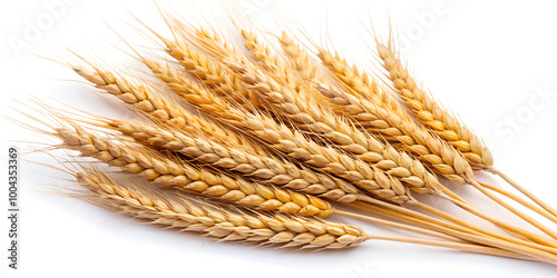 long ears of rye on a white background
