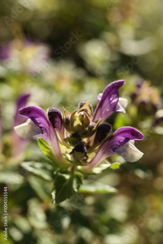 Obraz na plátne a close up of Scutellaria alpina, the alpine skullcap in the autumn garden