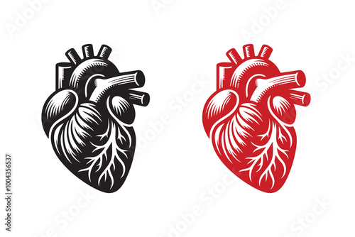 Human Cardiac Muscle Art and Graphics silhouette Illustration