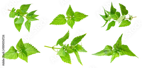 nettle on a transparent isolated background.