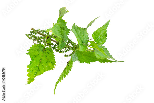 nettle on a transparent isolated background.