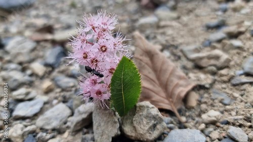 An ant is crawling on a beautiful flower and it is raining a little.