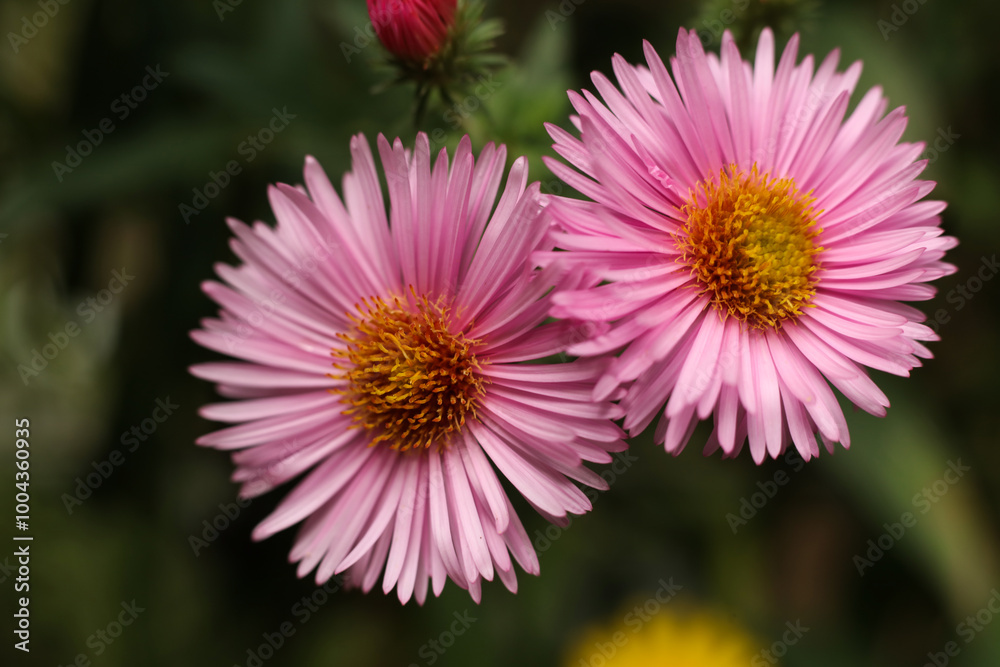 pink aster flowers in the garden, shallow depth of field. pink aster flowers in the garden, shallow depth of field.