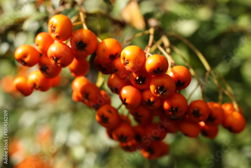 Orange pyracantha firethorn berries on a branch in autumn. Selective focus photo