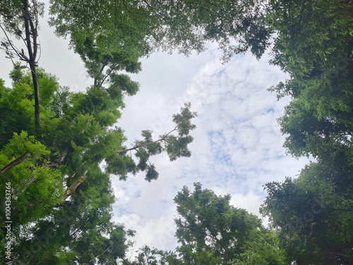 Up view sky and tree