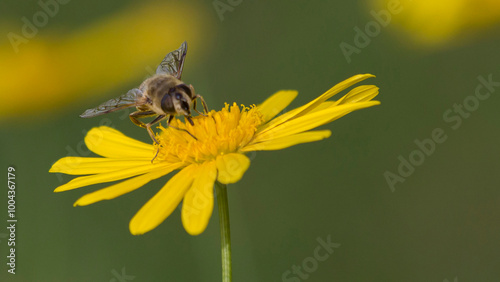 Mosca che si risposa sopra una Margherita gialla photo