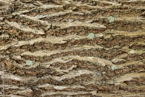 Bark of tree. Close-up of natural wooden texture with vertical stripes and cracks. Vertical photo. A tree bark has a beautiful organic pattern. Easily add depth and organic texture to your designs.