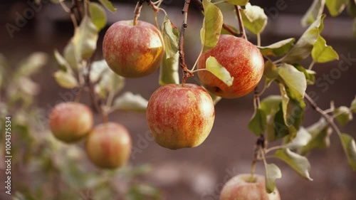 Apples on the tree in a sunny day photo