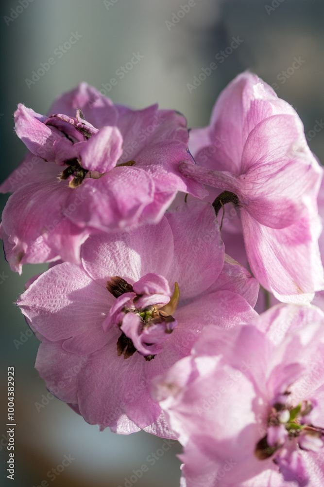 Beautiful bouquet of different colored defylphiniums close-up Beautiful bouquet of different colored defylphiniums close-up