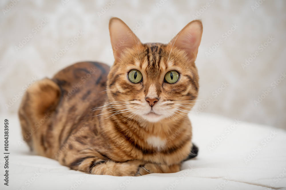 A cute red Bengal cat lies on the bed at home. A cute red Bengal cat lies on the bed at home.