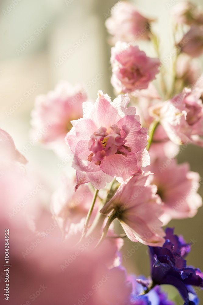 Beautiful bouquet of different colored defylphiniums close-up