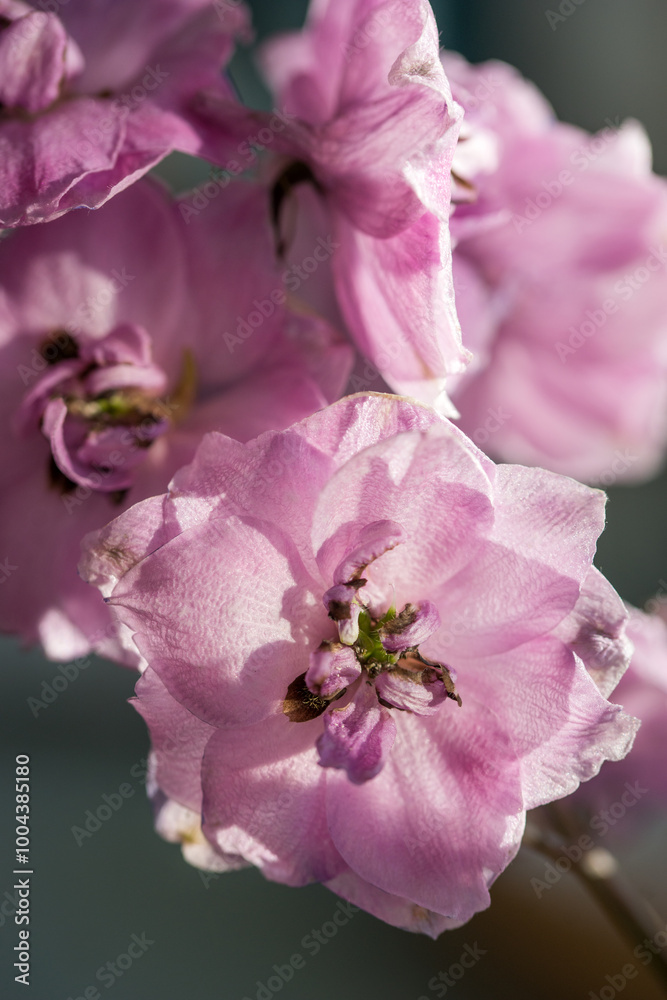Beautiful bouquet of different colored defylphiniums close-up