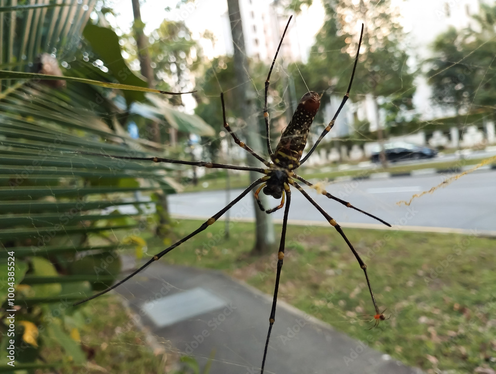 a large spider nesting on its web waiting for food a large spider nesting on its web waiting for food