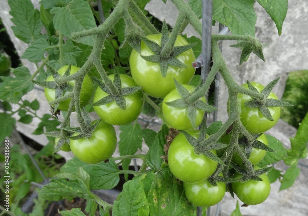 Tomatenpflanze mit grünen Tomaten