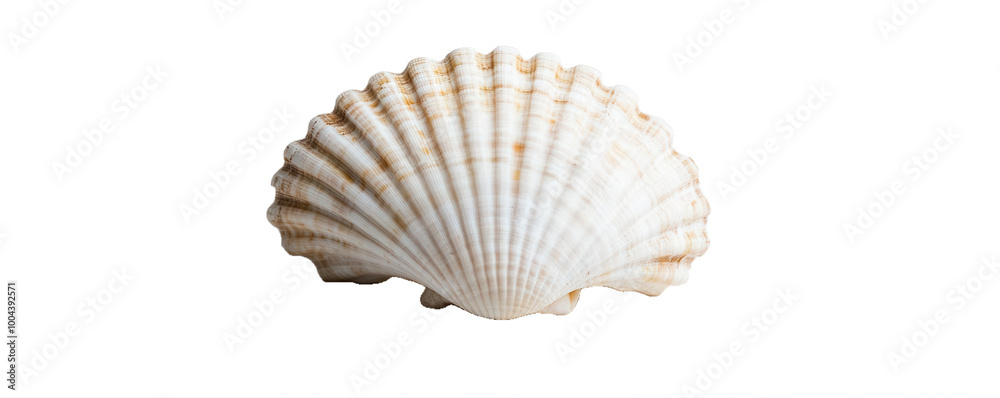 Single seashell on transparent background Single seashell on transparent background