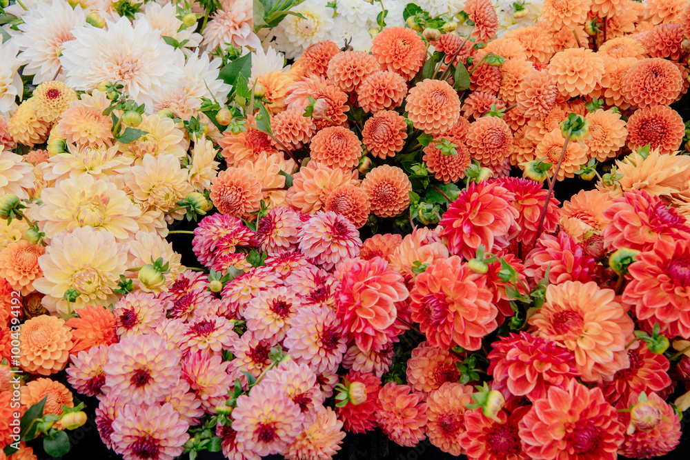 A vibrant display of assorted dahlias in full bloom with a mix of orange, pink, and white colors. A vibrant display of assorted dahlias in full bloom with a mix of orange, pink, and white colors.