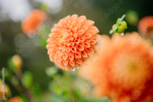 Close-up of a vibrant orange dahlia with soft-focus background.