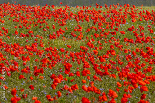 Poppies blooming in the Sussex countryside, with selective focus photo